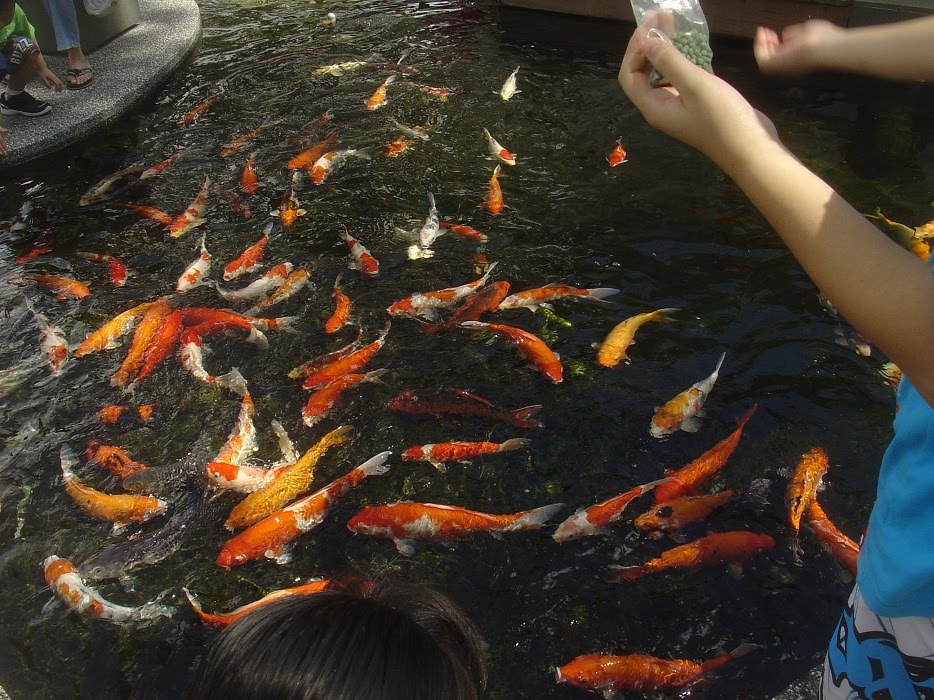 Koi pond @ Mount Faber - Singapore by Paul HART