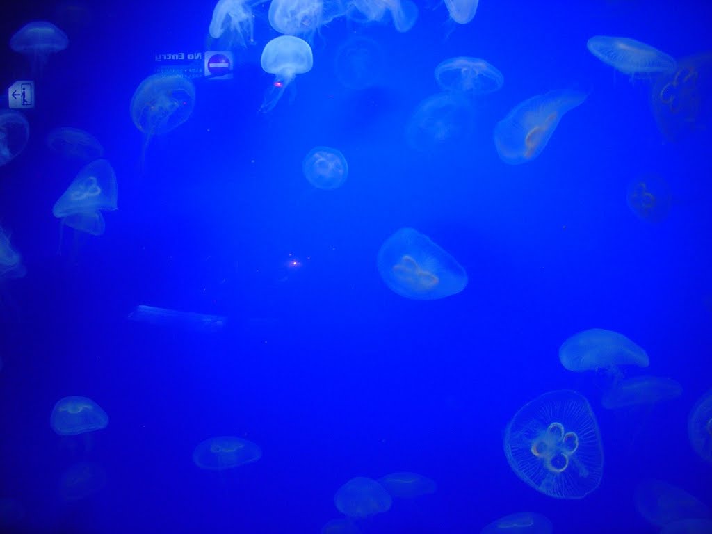 Jellyfish, Sentosa island - Singapore by Paul HART