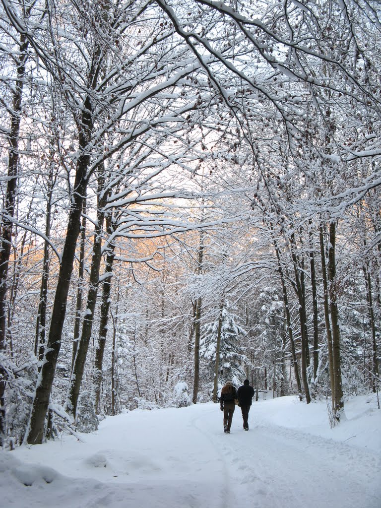 Sentieri dell'Uetliberg dopo una nevicata by Claudio Pedrazzi