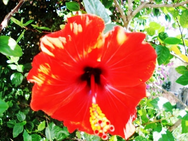 STROMBOLI. Una flor en el jardi. by Rafael Saludes