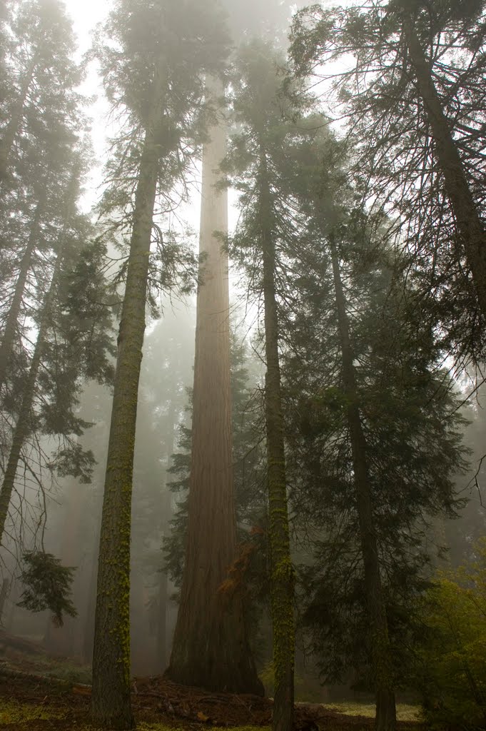 Giant Forest Grove by teton22