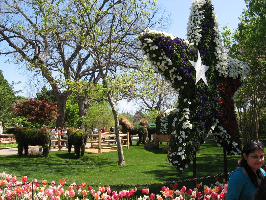 Dallas Arboretum Texas Star & Grass Cow's by Rusty Barnett