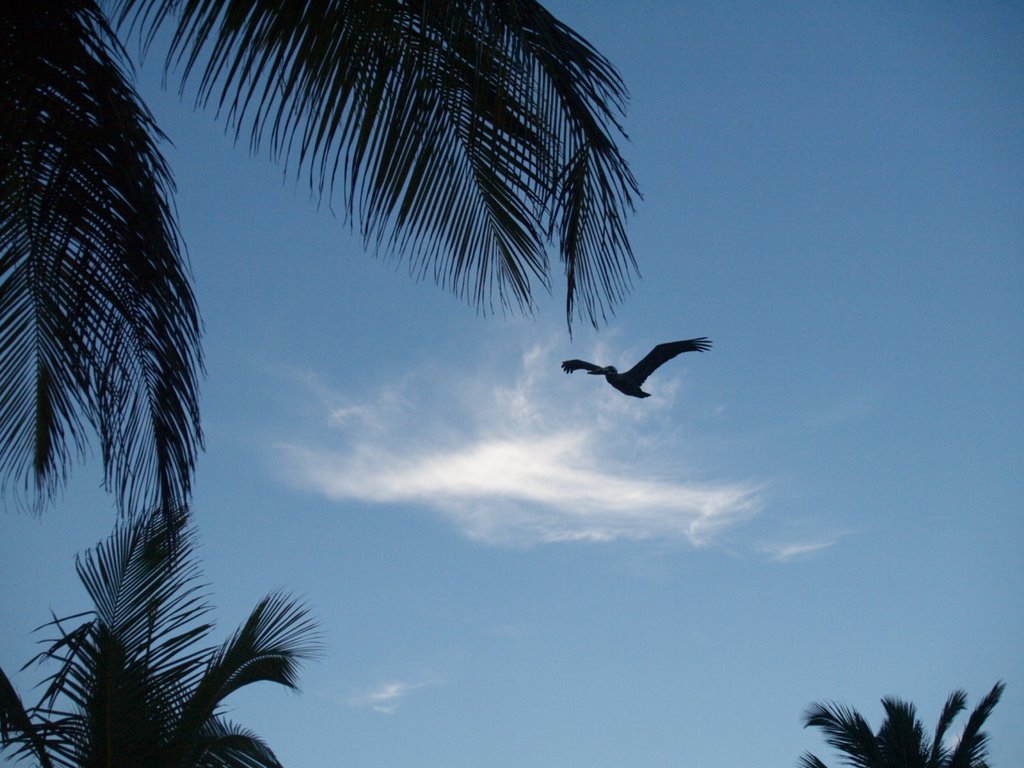 Vuelo de Pelicano frente al Hotel by gonzalo galipienso