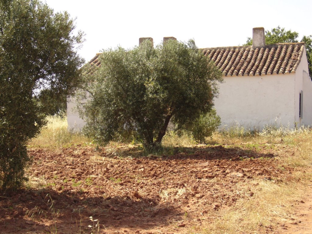 Los árboles de aceitunas y la tierra roja de La Mancha by Metha Molenaar