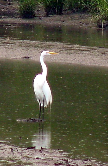 Drenched Great Egret by VKeith