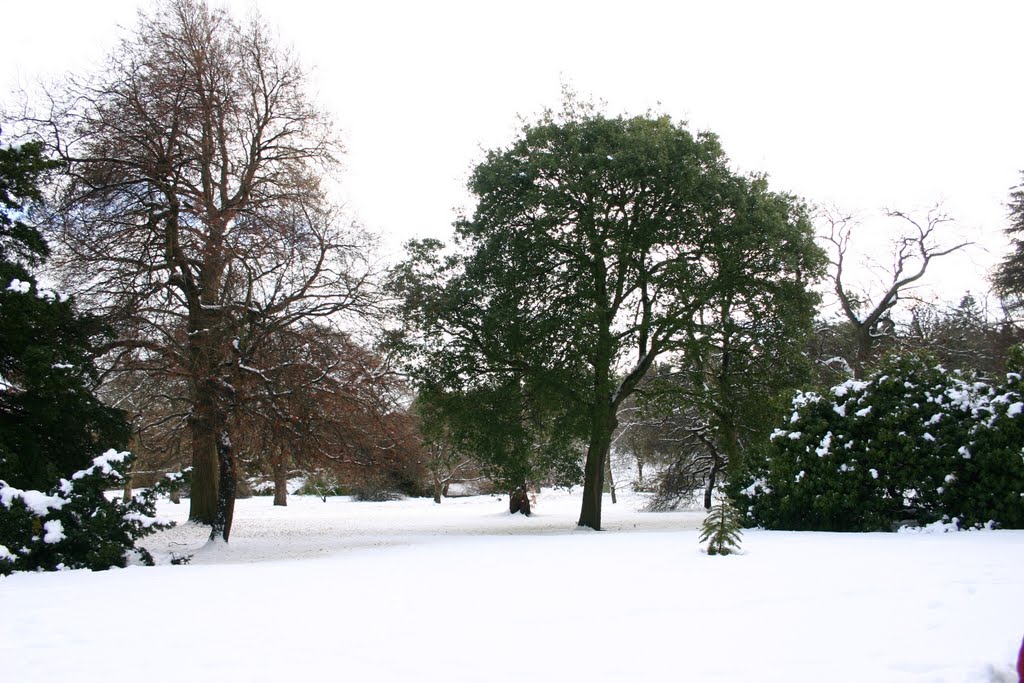 Jardín Botánico, Edimburgo by Juan Domínguez León