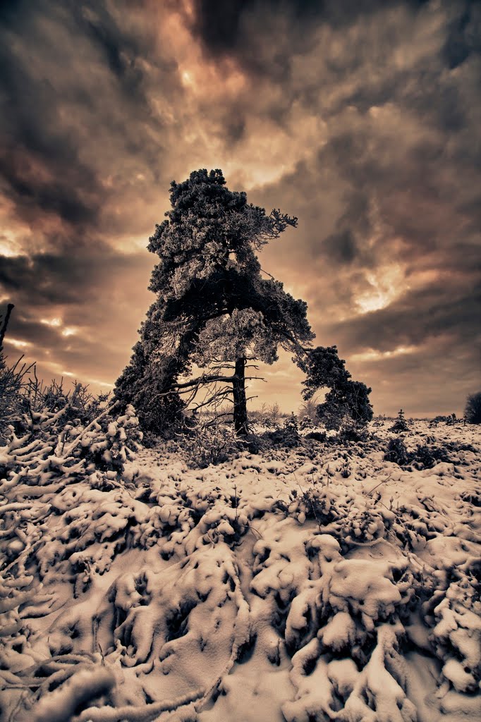 Lonely tree by Stefano nl