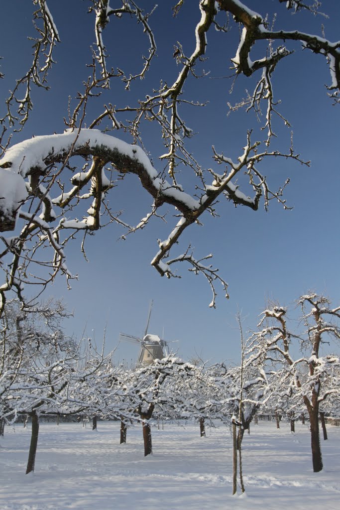 Orchard (Boomgaard) at village center, Cothen - The Netherlands. Cornmill in the background. by Dirk-Jan Kraan