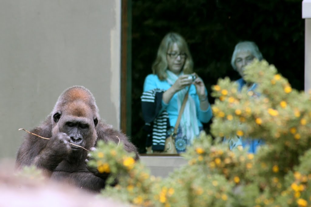 Jersey Zoological Park (Jersey Zoo, Durrell Wildlife Park), Trinity, Jersey by Hans Sterkendries