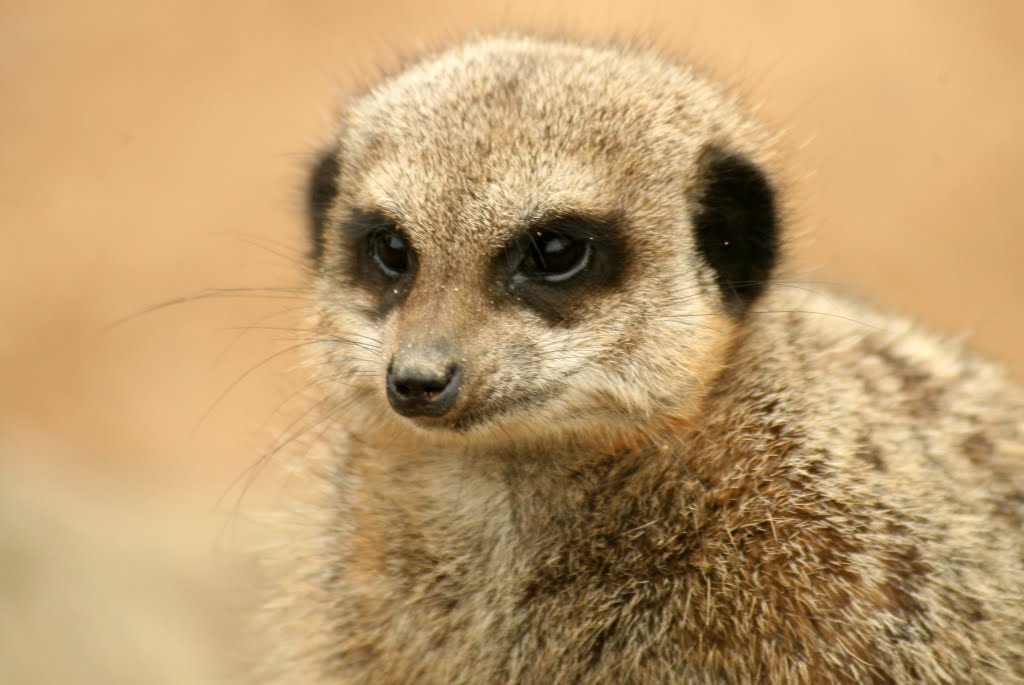 Jersey Zoological Park (Jersey Zoo, Durrell Wildlife Park), Trinity, Jersey by Hans Sterkendries