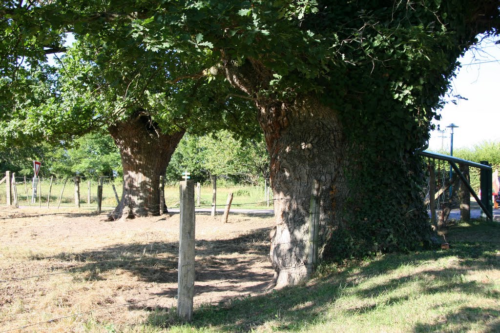 2 Chênes têtards remarquables à Braize / 2 Old Oaks near Braize (France) - DETAILS: SEE COMMENTS by Vincent Mauritz