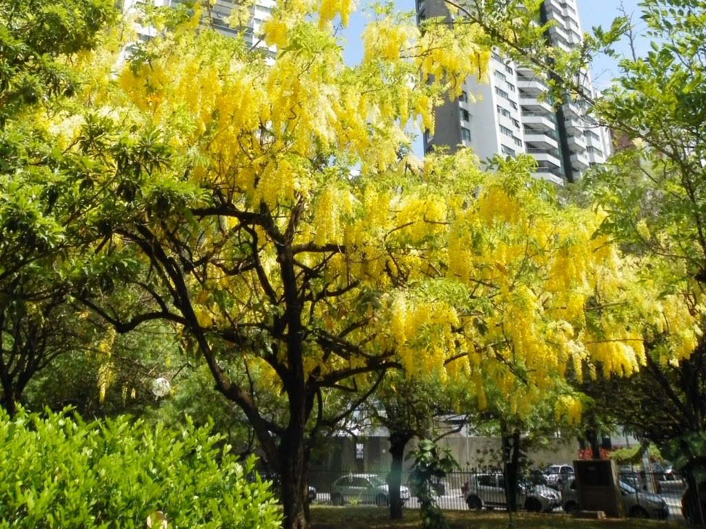 Parque da Jaqueira - plantas (cbayma) by CarlosBayma