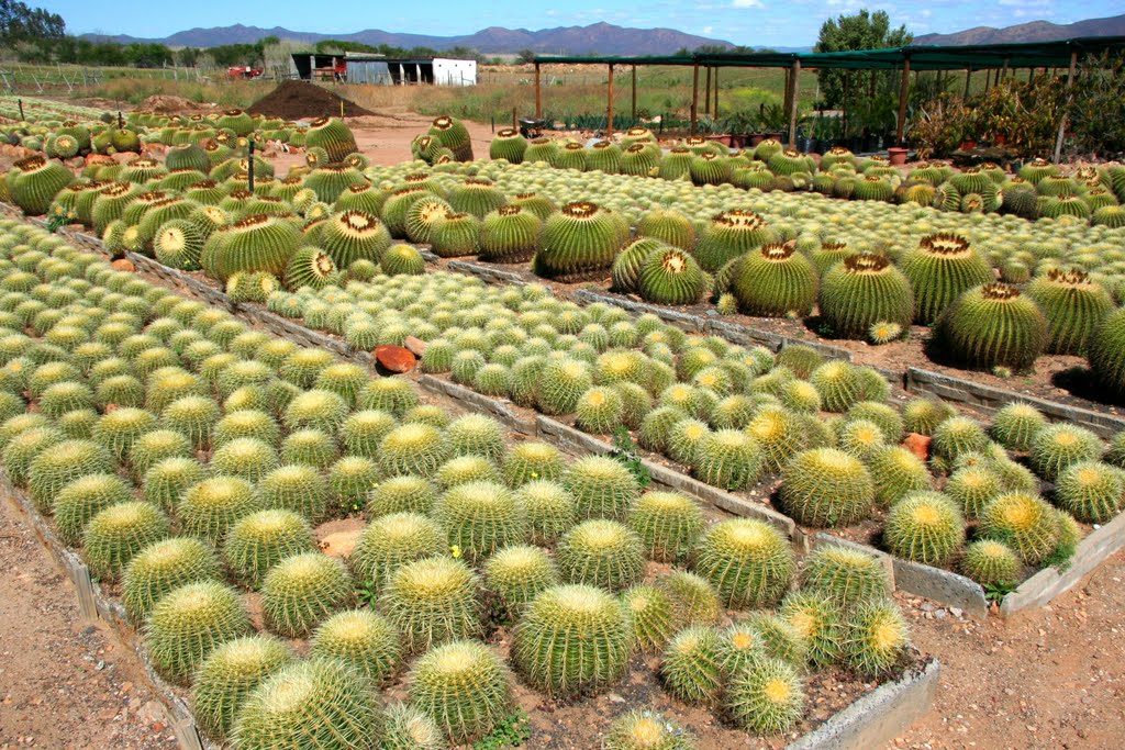 Cactus Gardens Robertson by B. van Zyl