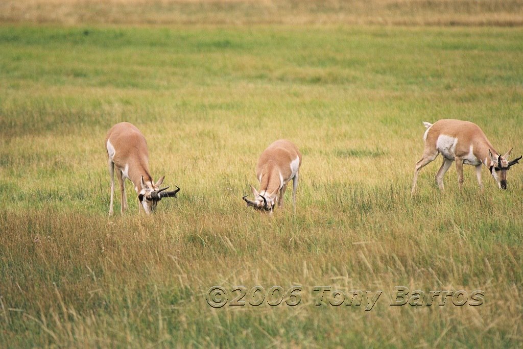 Lamar Valley Pronghorn Antelopes by tbarros