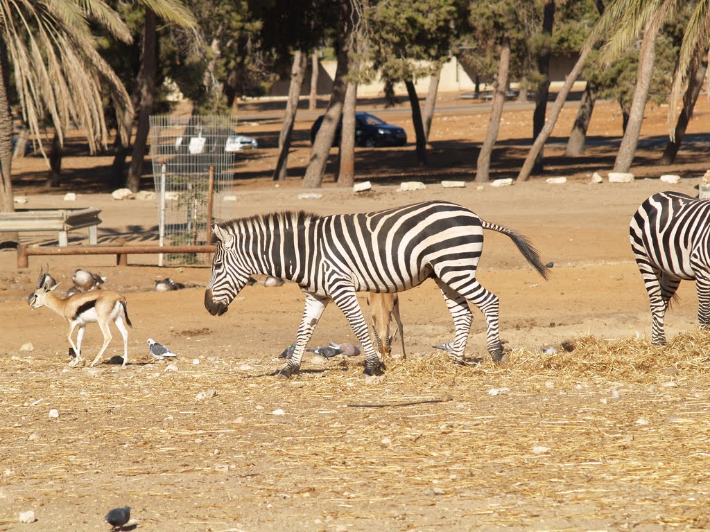 Ramat Gan Zoological centre (SAFARI)2 by Roei Tropp