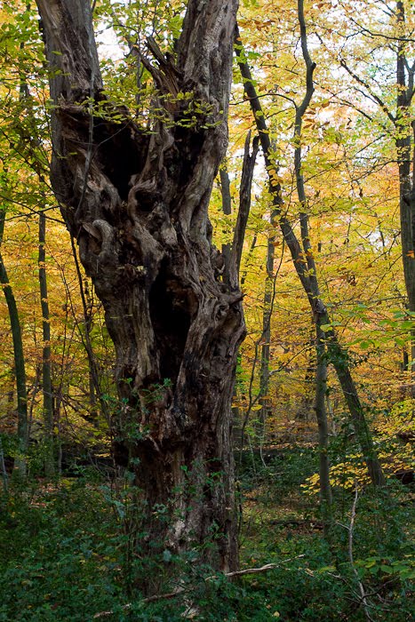 Scary Movie Tree by Kalle Knipser