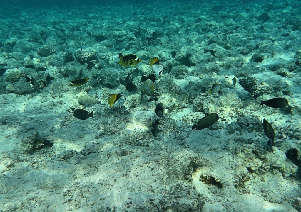 Snorkling Makadi Bay Nov 2010 by schiphol