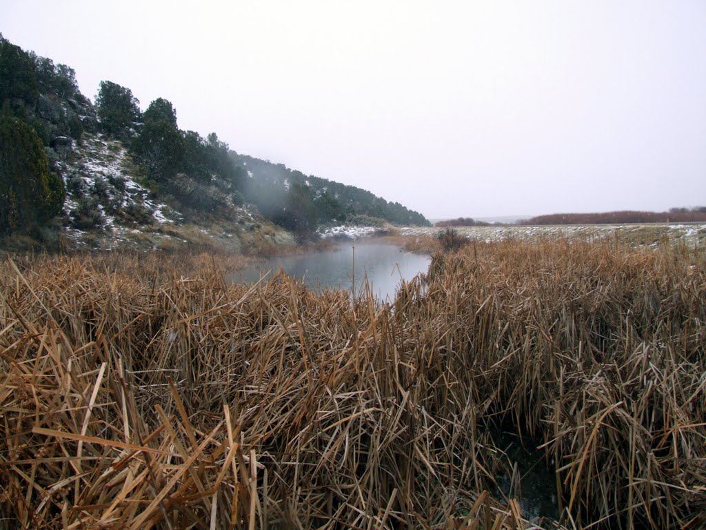 Reeds by JF Hobbs