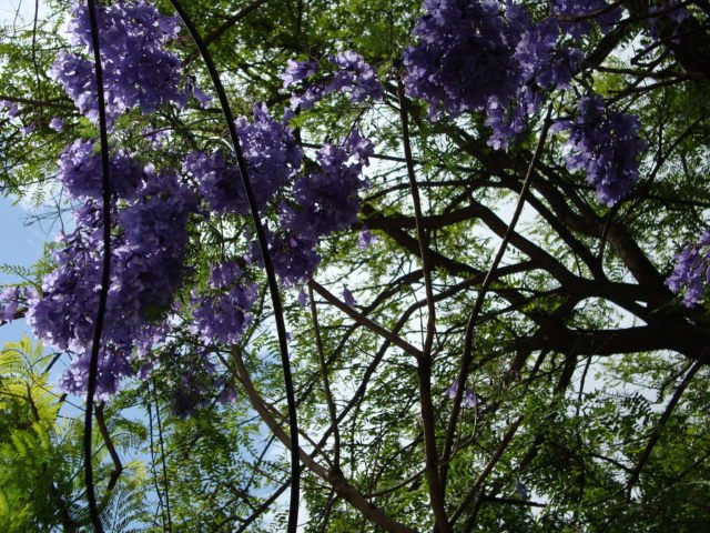 Jacaranda, quirno 771 by anamflores775