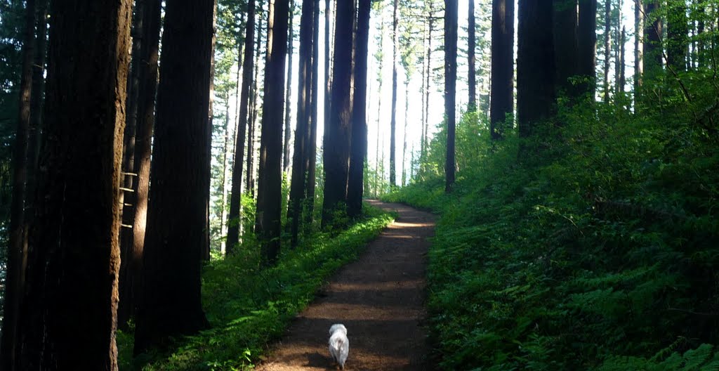 Wakeena Falls Hike - May 2009 by mphpdx