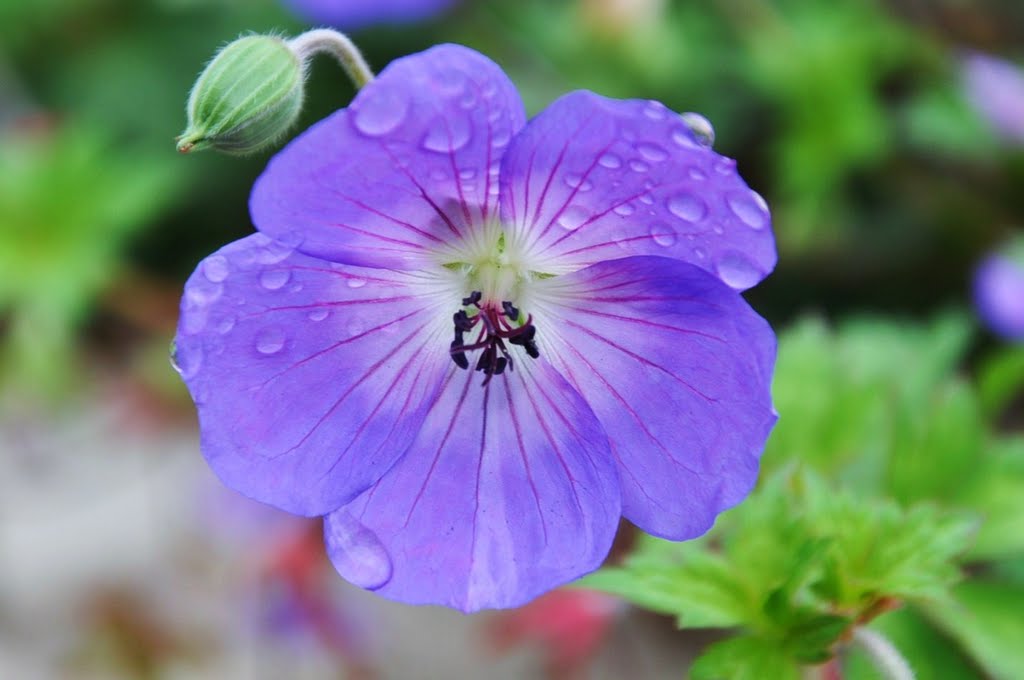 Purple Flower by MV Rao