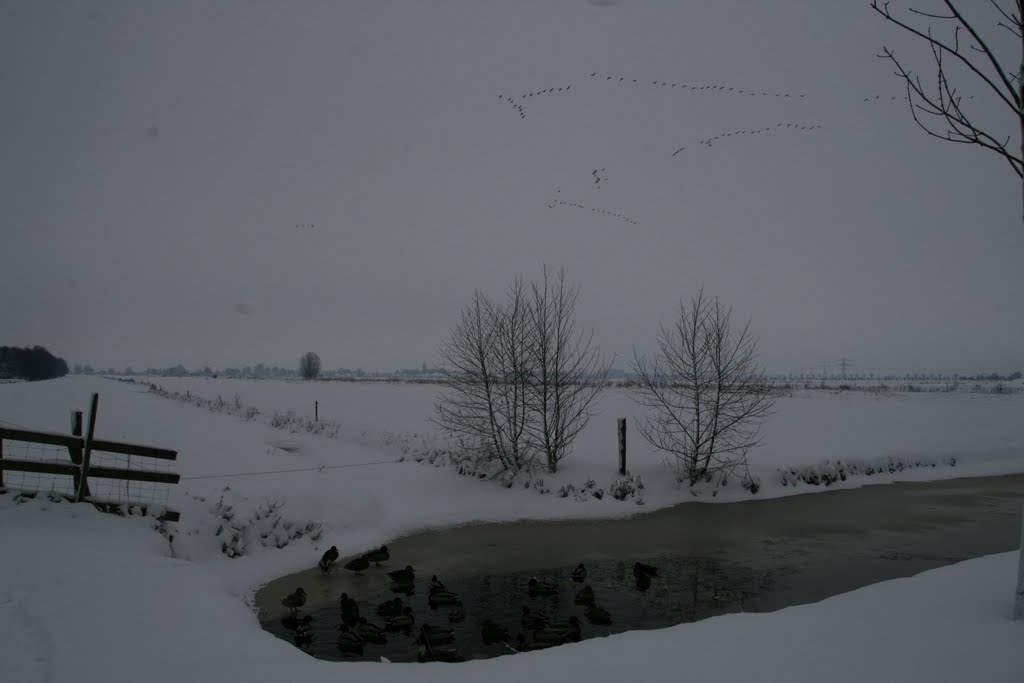 Birds winter refuge; Tienhoven-Maarssen. by Carl030nl