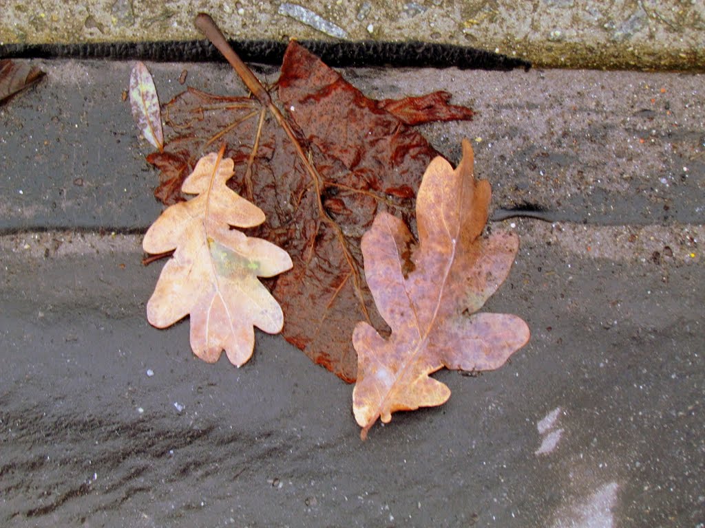 Belgium : falling leafs by tinawaldo