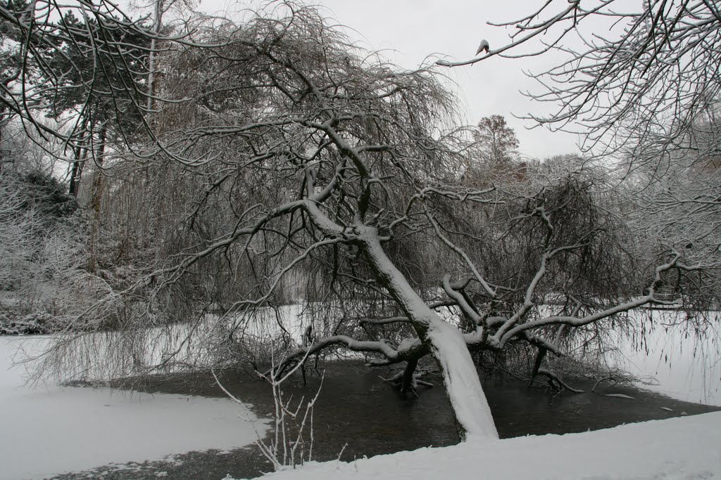 Hangboom Julianapark, Winter Utrecht. by Carl030nl