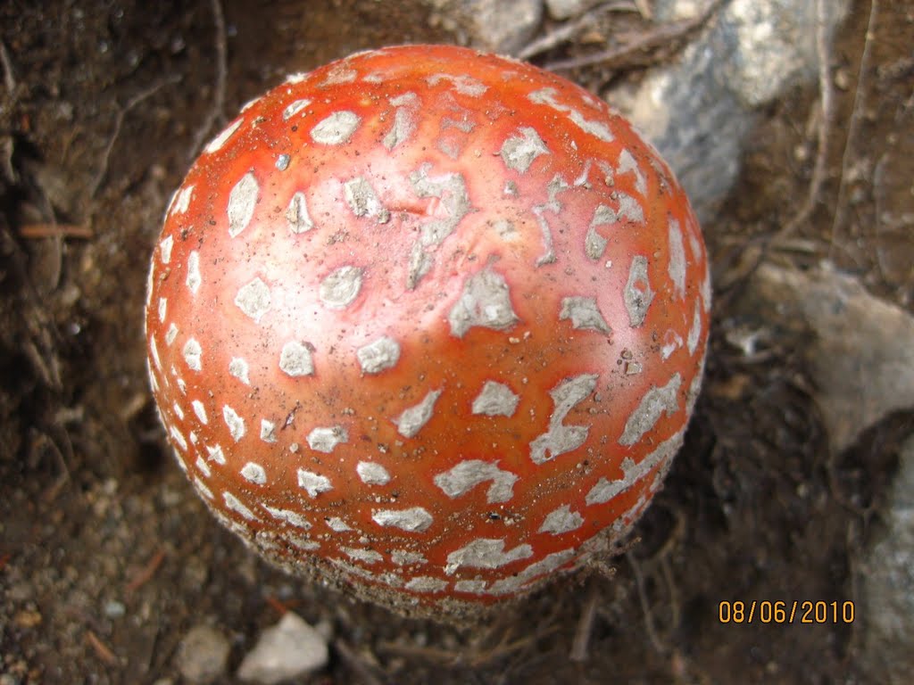 Round mushroom by rsquaredh