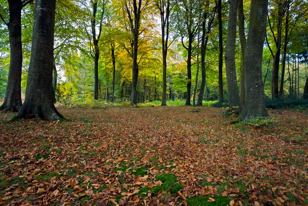 Foresta d'Eu in autunno by Rosty58