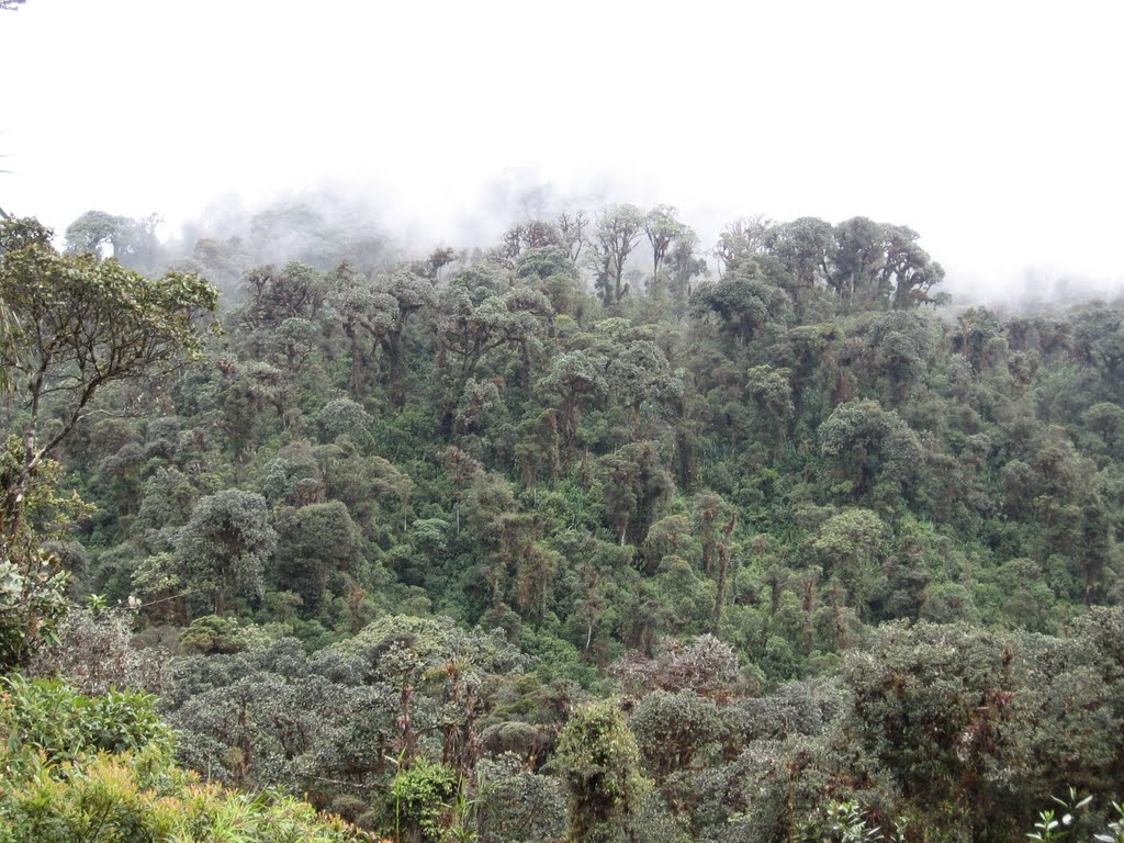 SELVA DEL MACIZO COLOMBIANO by Edi Alberto Vanegas …