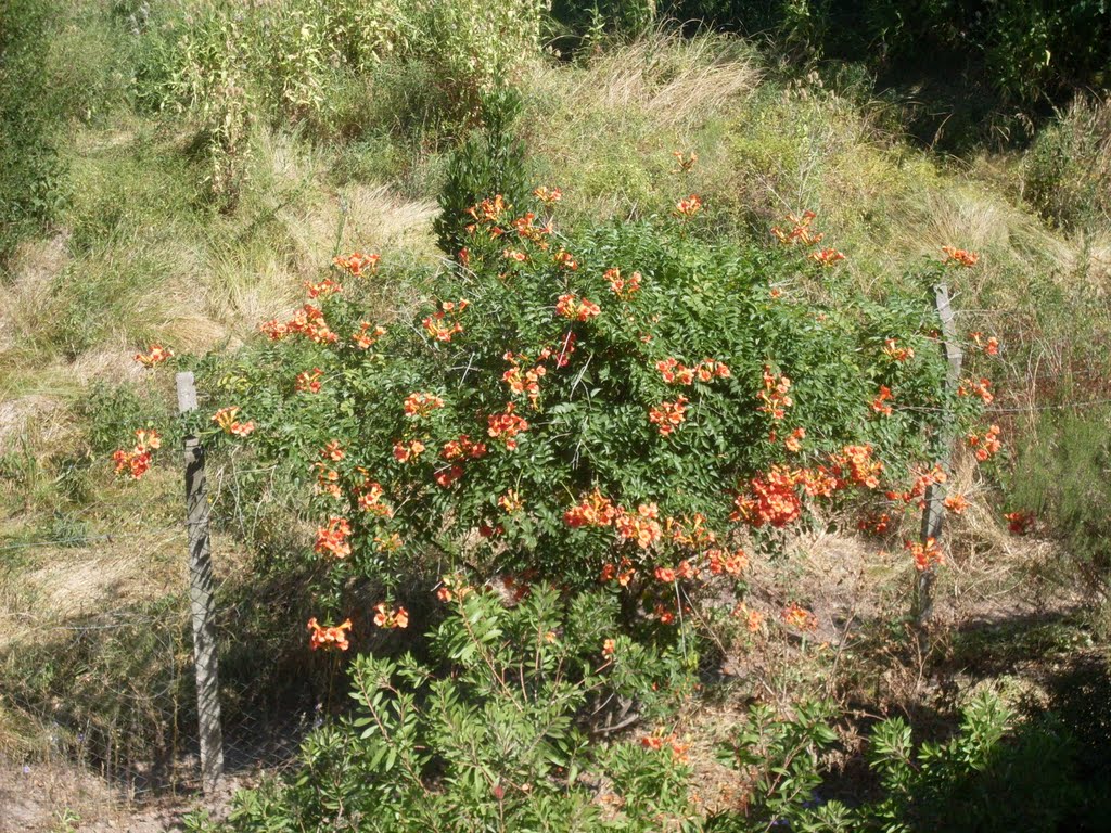 Flores naranjas by juan_1996