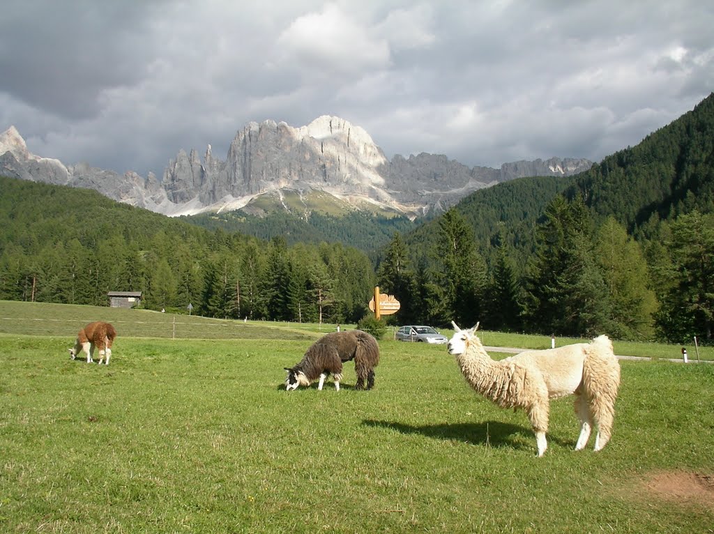 Willkommen in Tiers ! Die Lamas genießen die grüne Wiese mit Blick zum Rosengarten by Reinhard Klenke