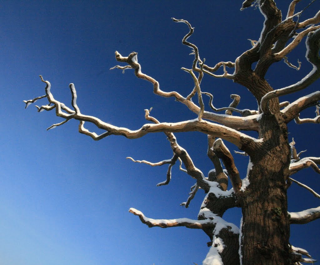 A Dead Tree in a Blue Sky Laced with Snow by Brian Burnett