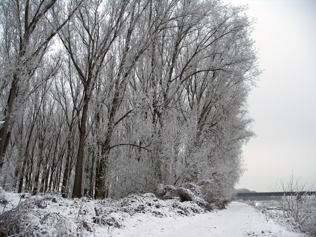 Ludwigshafen Rheinschanze am Landeshafen - Blick zur A6 Brücke by ®mene