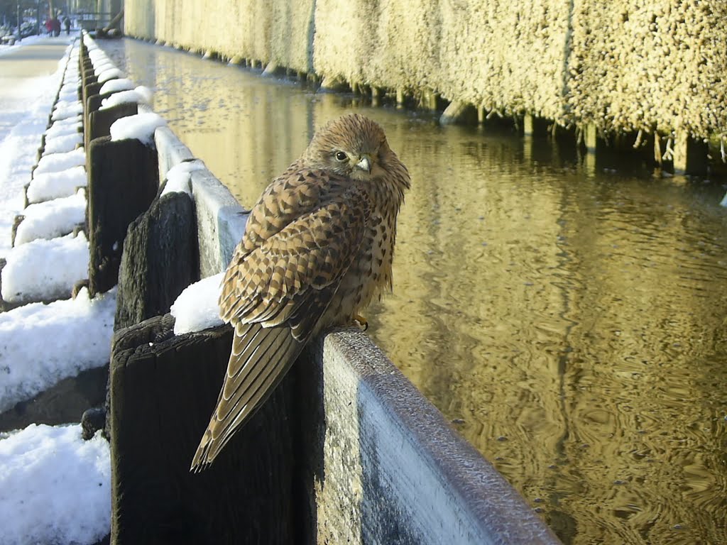 Turmfalke in Bad Rothenfelde/Gradierwerk by kueste1946