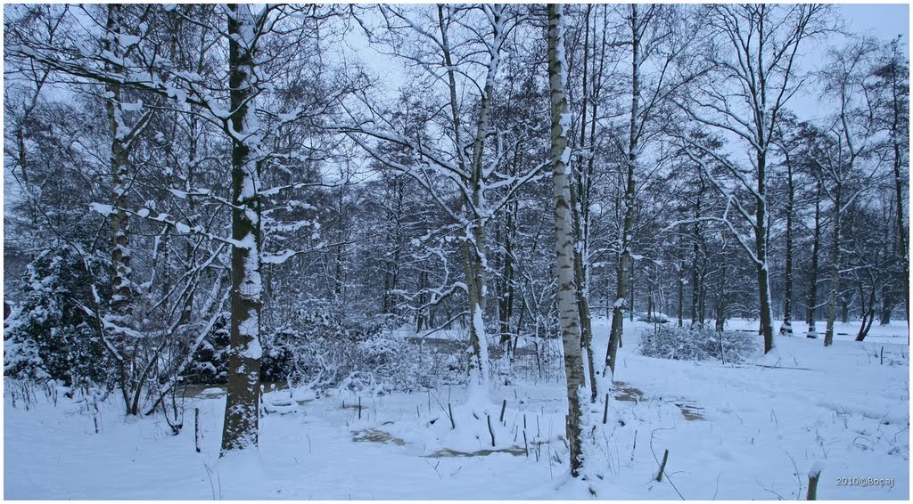 Rembrandtpark Amsterdam winter by Bocaj Nesnaj