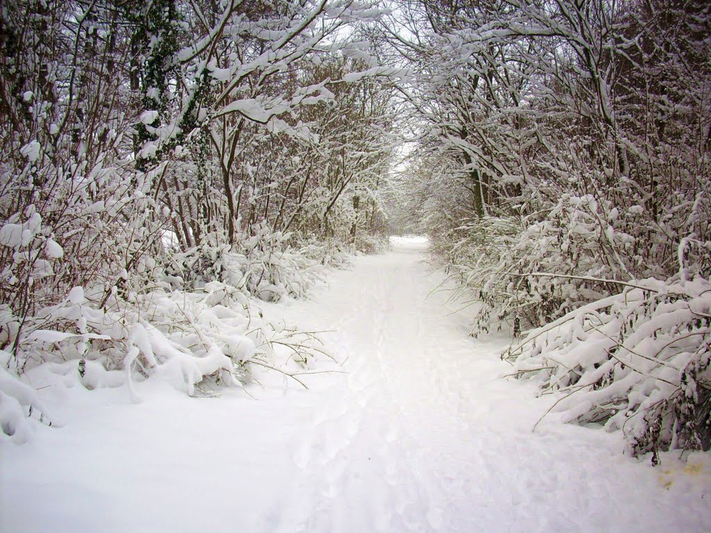 (H©) Dezember 2010 / Winterimpressionen 3 / Wege am See by Hannes Th.