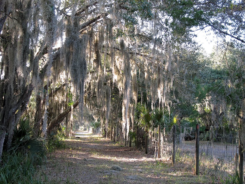 Florida Trail by Tom Choma