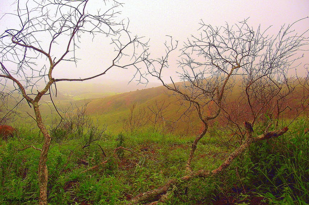 Caratinga, MG, Brazil by Instituto Homem-mato