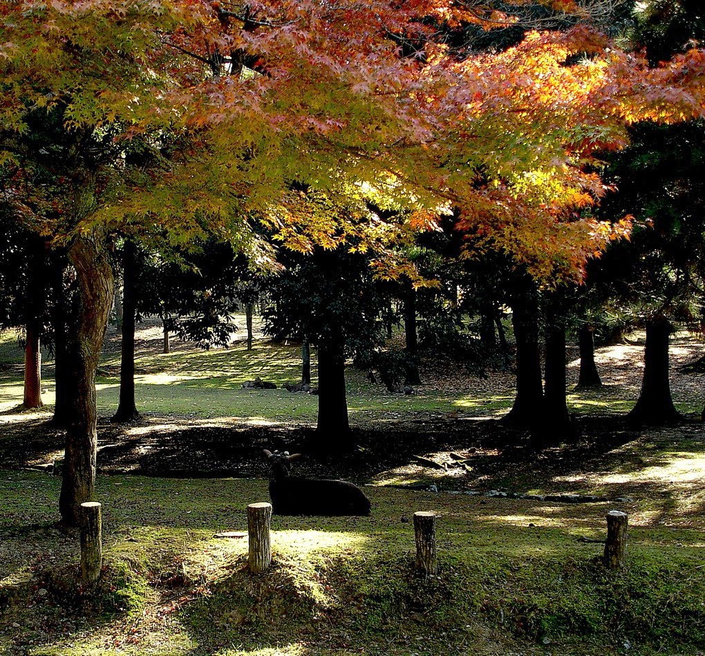 奈良 奈良公園 鹿 by Percy Tai  漆園童