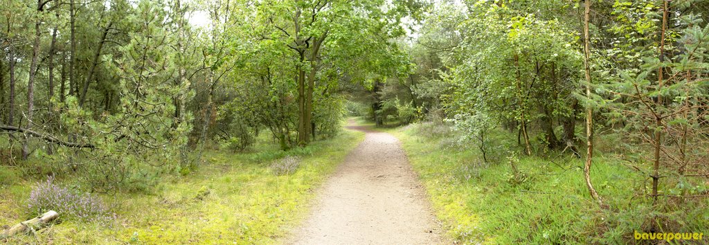 Pano im Dünenwald by bauerpower