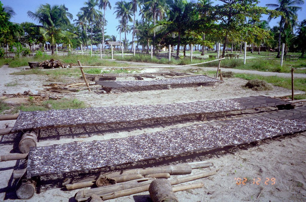 Dried Fish, Malapascua Island, Philippines 2002 by Ralf Hoermi