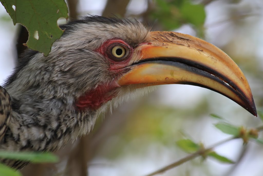 Horn Bill in Satara Camp by elohardynielsen