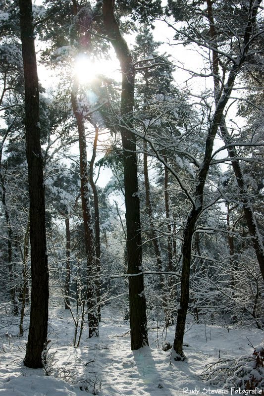 Winter in de Heldense bossen (www.photo-rudy.com) by Rudy Stevens