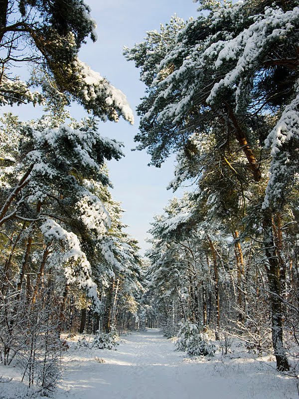 Winter in de Heldense bossen (www.photo-rudy.com) by Rudy Stevens