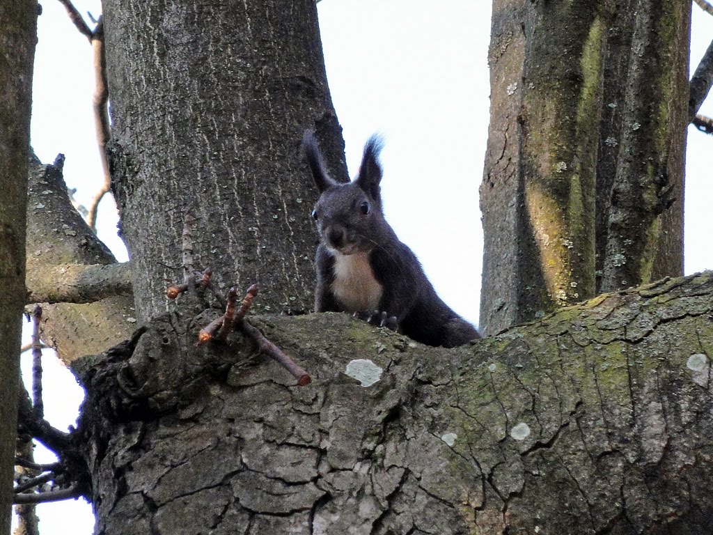 Squirrel in Bardejovské Kúpele by CarmelH