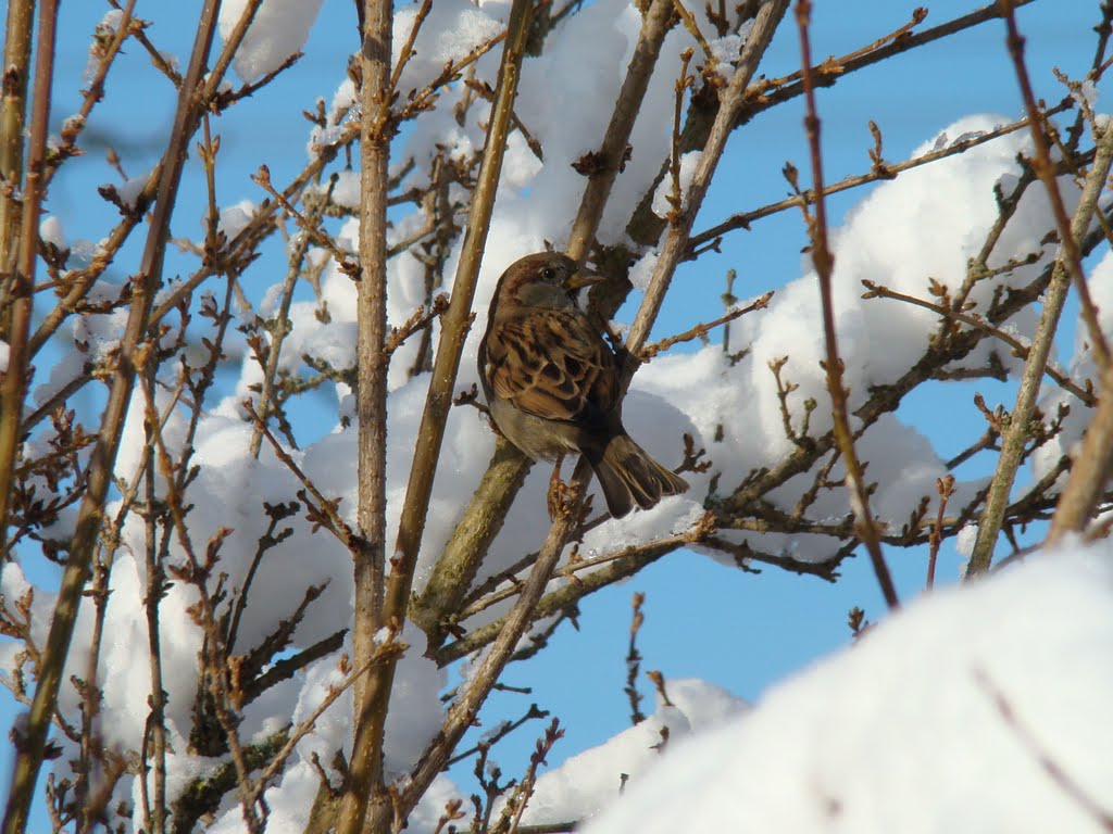 Spatz / Sparrow by Veitinger