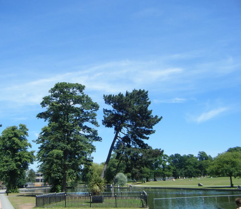 Unusual tree setting by dave marsh