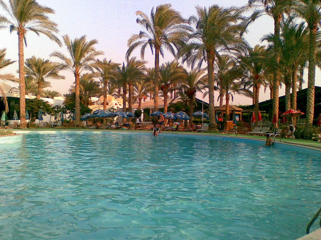 Sakkara Palm Club, pool surrouded by Palm trees, Sakkara, Giza by Alaeddin Faruki